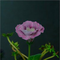 Глоксиния :: Студия фотографии