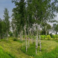 Белоствольные берёзки :: Мария Васильева Белоствольные берёзки :: Мария Васильева
