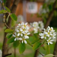 Дачные зарисовки :: Роман никандров