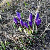 фиолетовые  цветы :: Владимир 