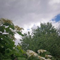 Калина цветёт. :: Светлана Кузнецова