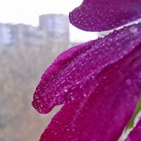 утренняя роса :: ИРЭН@ .