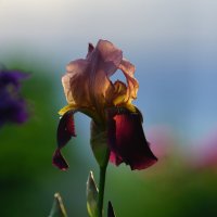 Свечение изнутри :: Иван Литвинов