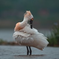 Малая колпица :: Yudong Liu