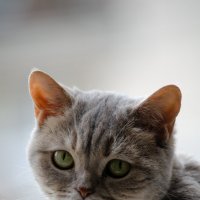 Мура :: Олег Чебесов