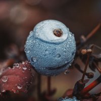 Дикие ягоды. :: Анатолий Щербак
