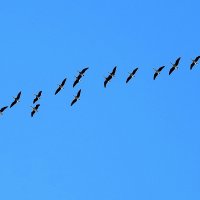 птицы весной. летят гуси :: ИННА ПОРОХОВА