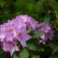 *** :: Геннадий Порохов