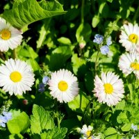 Венок из маргариток . :: Мила Бовкун Венок из маргариток . :: Мила Бовкун