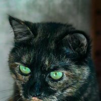 Кася :: Игорь Хижняк
