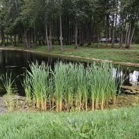 парк Василёво :: Галина R... парк Василёво :: Галина R...