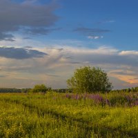 Бежит тропинка через луг :: Галина Новинская Бежит тропинка через луг :: Галина Новинская