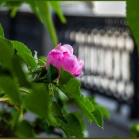Июнь, когда цветет шиповник :: Наталья Rosenwasser Июнь, когда цветет шиповник :: Наталья Rosenwasser