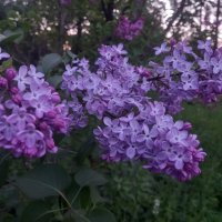 Сирень :: Сапсан 