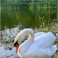 ***** :: Валерия Комова ***** :: Валерия Комова