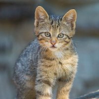 европейский лесной кот :: Аркадий Лаптенко