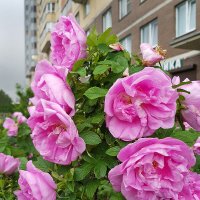 Цветущий шиповник. :: Лилия * Цветущий шиповник. :: Лилия *