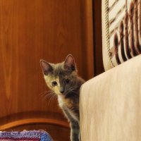 Давайте знакомиться! :: Татьяна Помогалова Давайте знакомиться! :: Татьяна Помогалова