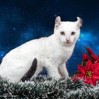Американский кёрл :: Светлана Ищенко Американский кёрл :: Светлана Ищенко