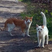 *** :: Валентина Береснева