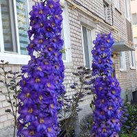мой двор :: Венера Чуйкова