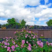 Возвращаясь к теме розовых роз.... :: Vladimir Semenchukov Возвращаясь к теме розовых роз.... :: Vladimir Semenchukov