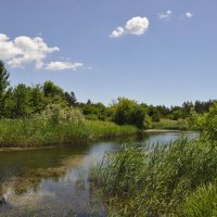 Местная река. :: Виктор 