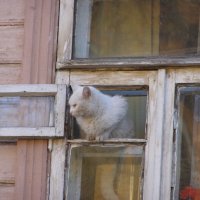 Кошка в окошке :: Николай ntv