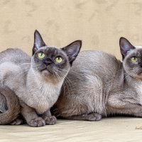 ... :: Светлана Ищенко ... :: Светлана Ищенко