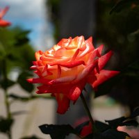 Роза чайная :: Руслан Роза чайная :: Руслан