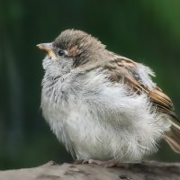 Passer domesticus  :) :: Андрюс К