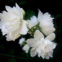 Цветы лета :: Елена Семигина Цветы лета :: Елена Семигина