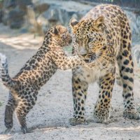 леопарды :: Аркадий Лаптенко