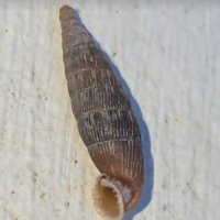 Clausilia pumila :: Tata Wolf