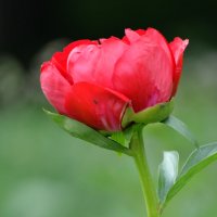 Москва. Ботанический сад МГУ. :: Наташа *****