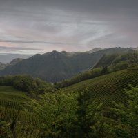 Террасное чаеводство :: Лилия .