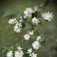 Ветка жасминв :: Любовь Ветка жасминв :: Любовь