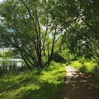 Цвет июня :: Андрей Лукьянов Цвет июня :: Андрей Лукьянов