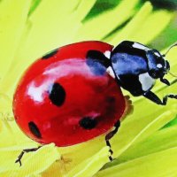 Божья коровка :: Людмила Смородинская
