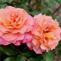 Розочки :: Елена Сухорученкова