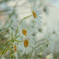 ФОТОЗАРИСОВКА . :: Владимир Железнов