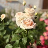 Монастырские розы :: Наталия Павлова