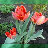 жаль что весна прошла. :: Mila 