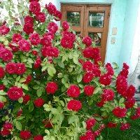 *** :: Валентина Береснева