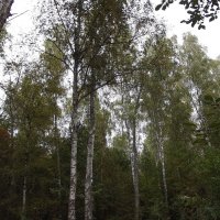 В лесу... :: Freddy 97