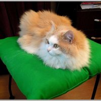 Алиса отдыхает. :: Владимир Попов