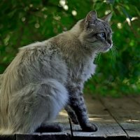 ..мартовский собрат.. :: Георгий Никонов
