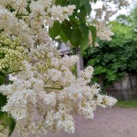Амурская сирень :: Сапсан 