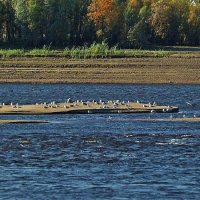Июль...Сизые чайки на Юганской Оби. :: Владимир 
