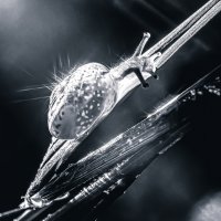Улитка в луче рассвета :: Lyubov Busova